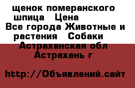 щенок померанского  шпица › Цена ­ 50 000 - Все города Животные и растения » Собаки   . Астраханская обл.,Астрахань г.